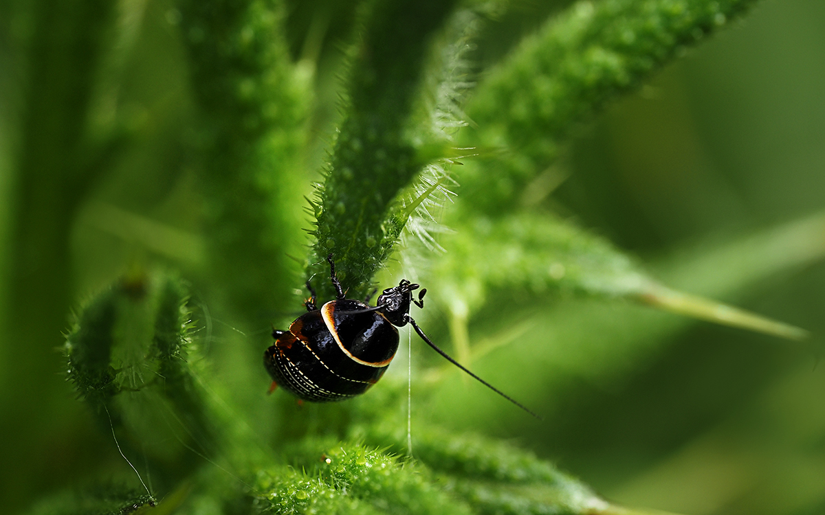 Thistle with Native Cockroach nymph (Ellipsidion sp.)