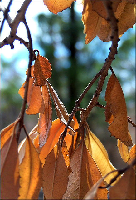 Singed Leaves