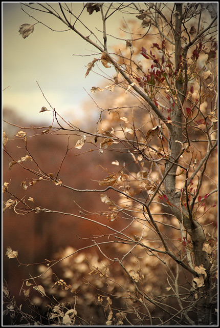 Study in Brown