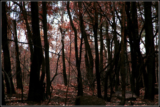 Bushfire Aftermath