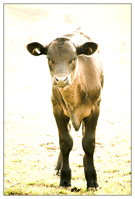 ... one mean lookin' calf ...