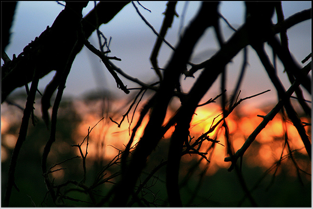 ... sunrise silhouette ...