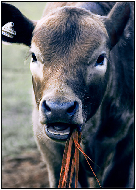 ... the calf with a blue nose ...