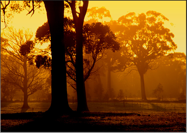 ... trees at sunrise ...