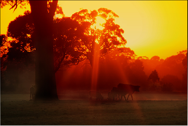 ... sunrise trees & MORE COWS!! ...