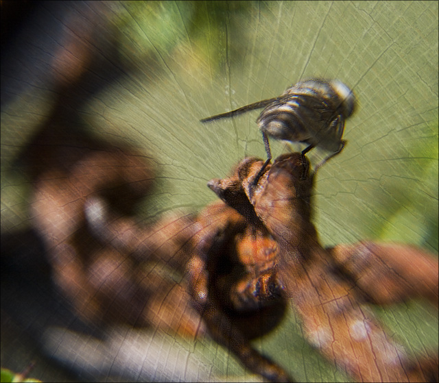 barbed wire and aggro march fly ...