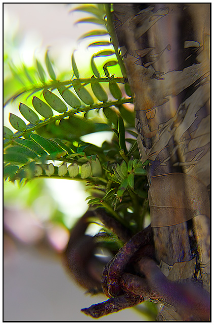 Wattle&BarbedWire withGumLeaves 