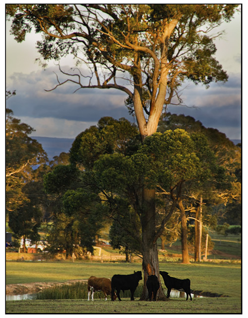 DAY 17. where i live. cows eating bark!! ..