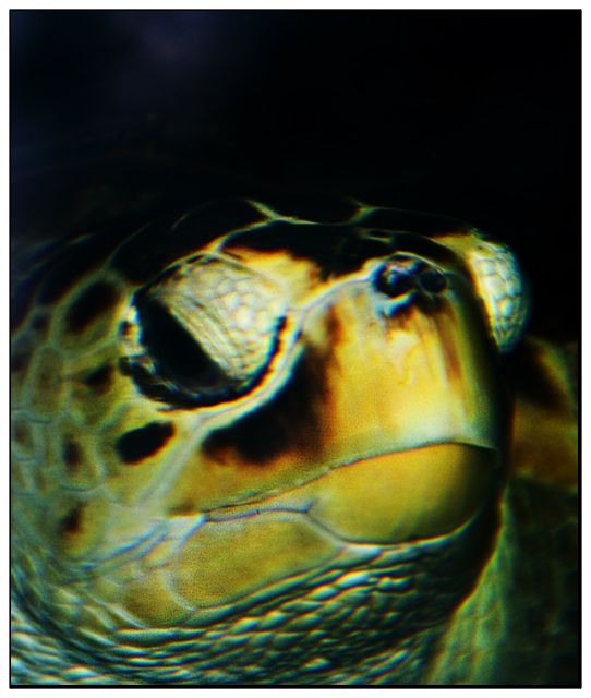 DAY 19. where i live. turtle in the Sydney Aquarium .