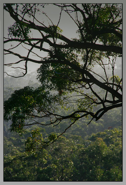 DAY 21. where i live. gums in the mist .