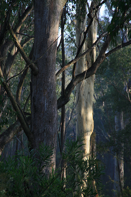 DAY 22. where i live. trunks ...