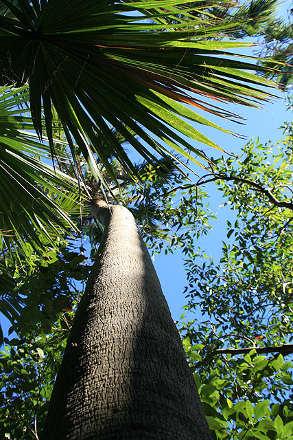 DAY 22. where i live. looking up .