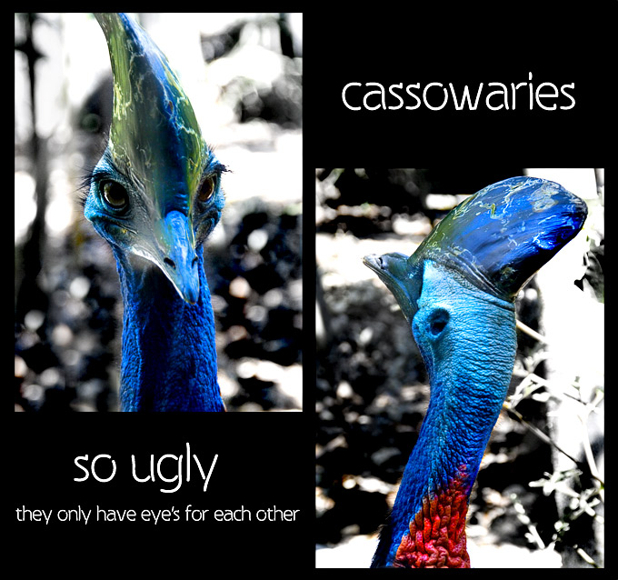 Sydney GTG. Cassawaries at Sydney Wildlife World .