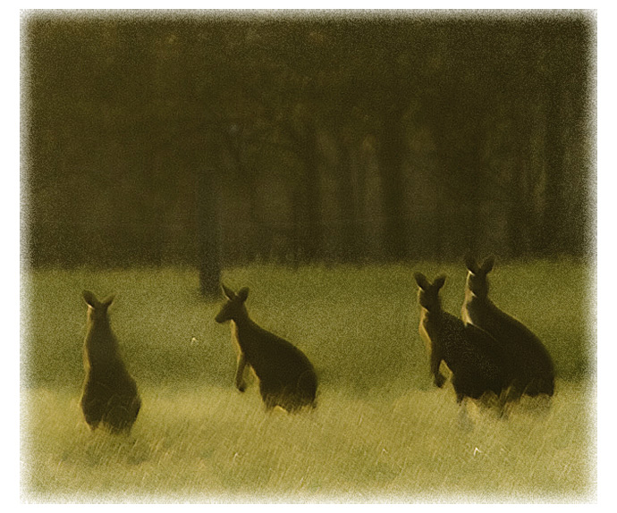 IMG_8982 kangaroos-s4w.jpg