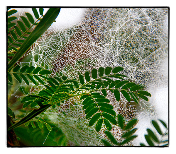 DAY 14. edited. wattles &web.