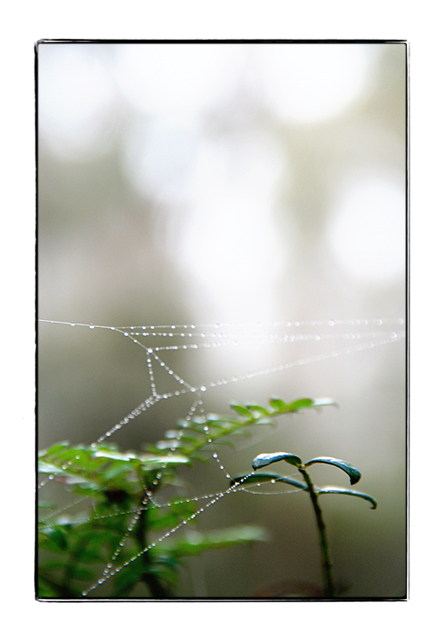 DAY 14. minimal process. wattle & web.