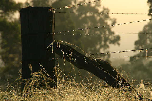 DAY 25. unedited. morning dew .