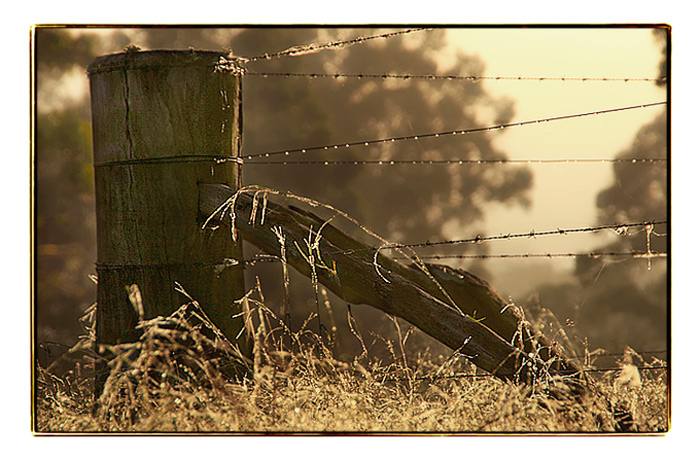 DAY 25. edited. morning dew .