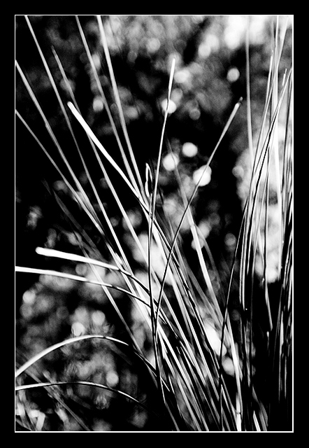 DAY 2. B&W. grass desaturated .