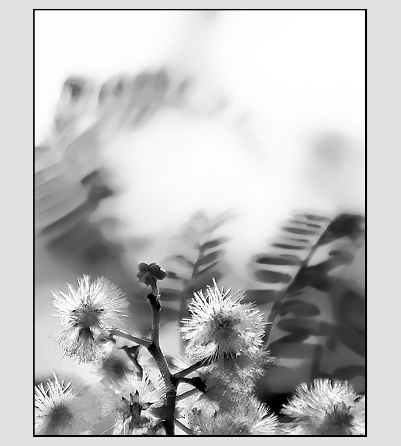 DAY 17. B&W. wattle ..