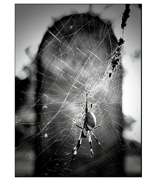 DAY 18.5. B&W. of life & death ..