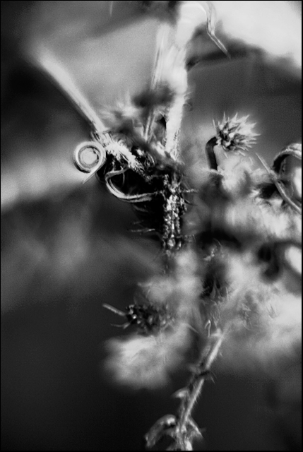 DAY 20. B&W. dead plant ..