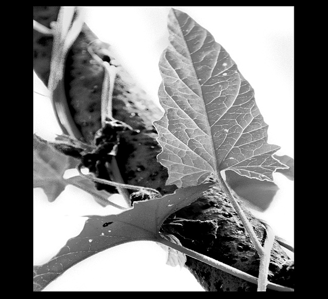 DAY 25. B&W. a vine in the graveyard .. 