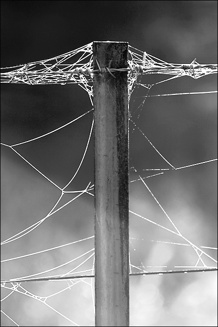 DAY 29. B&W. fence and cobwebs ..