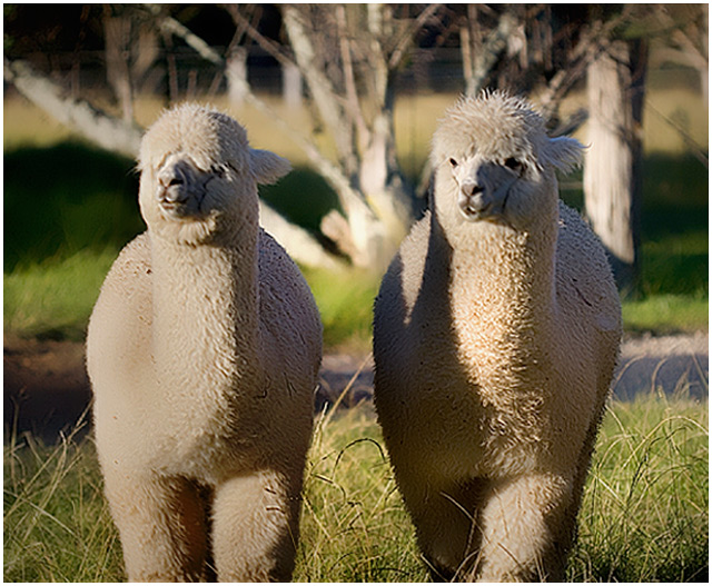 dance lessons on the farm ...  OR ... put your left foot forward .. OR?? 