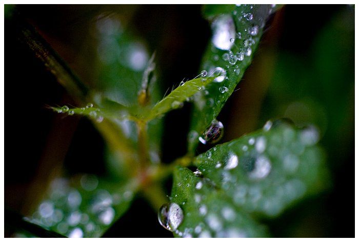 leaves & droplets