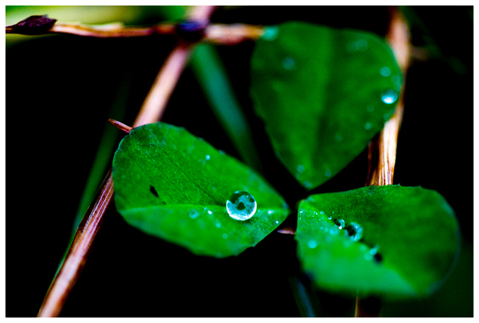 leaf & water droplets