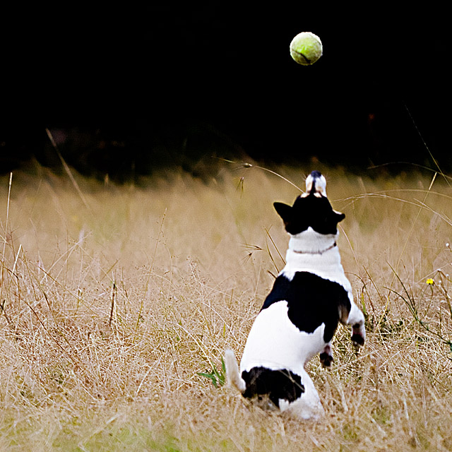 day 10. 50 days square crop. katee & ball