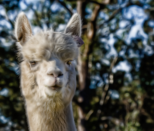 img_17754-alpaca-1s4w.jpg