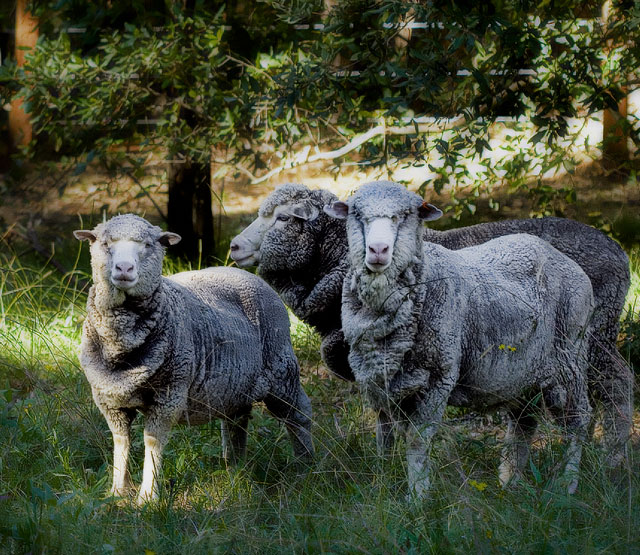day 18. 50 days square crop. more sheep