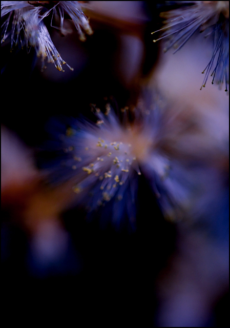 wattle blur 2