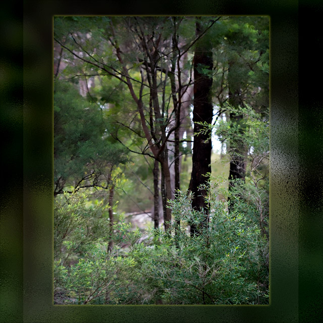 day 30. 50 days square crop. bush scene