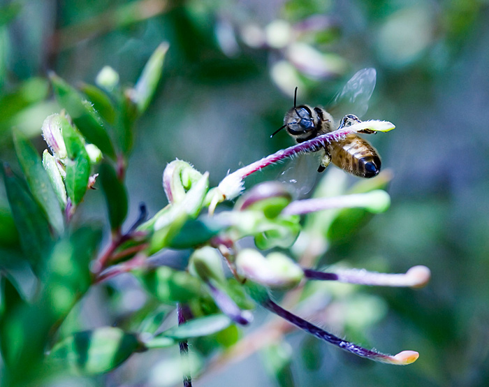 day 6+2. 30 days of sharpless. bee