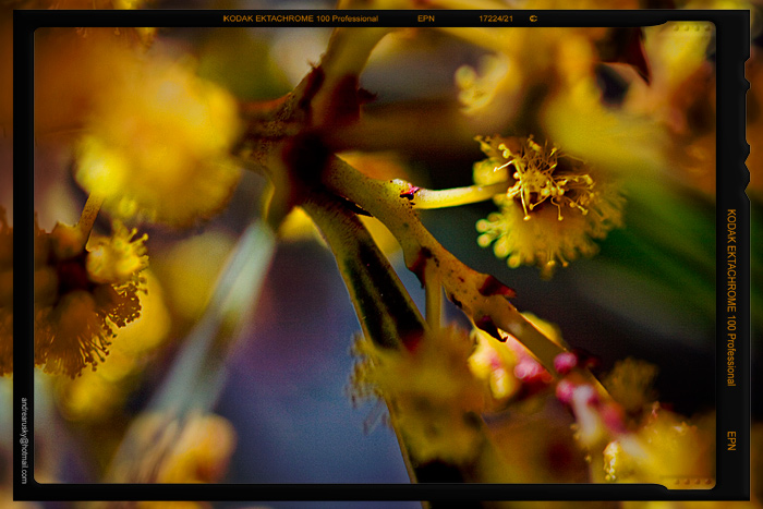 wattle