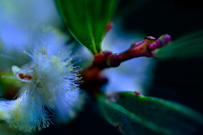 day 9. 30 days of sharpless. wattle & leaves