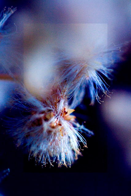 day 16. 30 days of sharpless. wattle