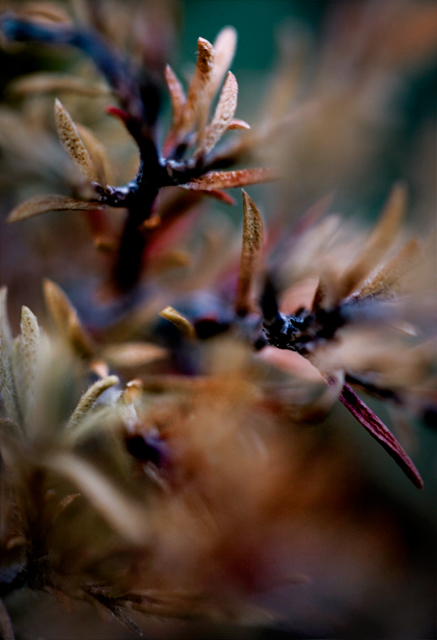 day 17. 30 days of sharpless. plant