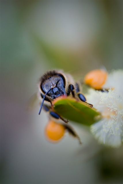 day 19. 30 days of sharpless. a bee