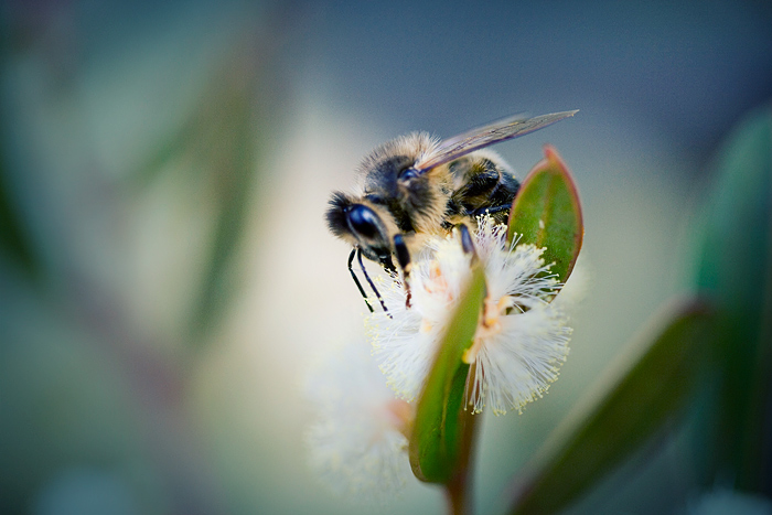 bee