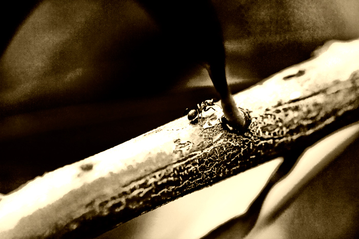 the twig most travelled