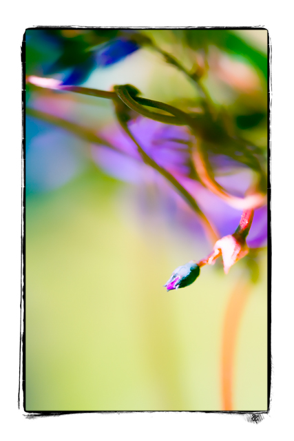 delicate