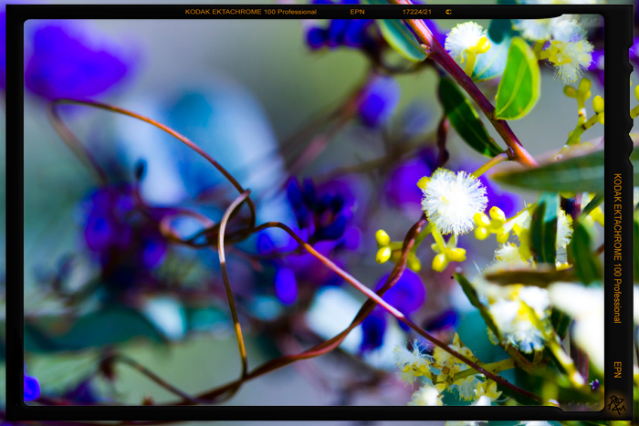 a profusion of plants