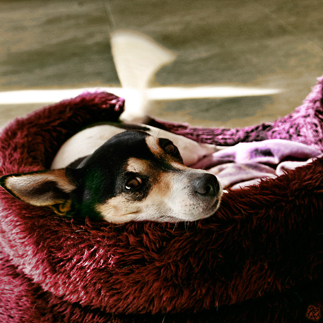happy to wag on command