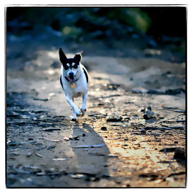 katee & shadow