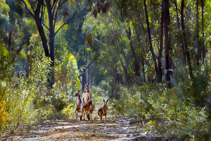 kangaroos on the firetrail