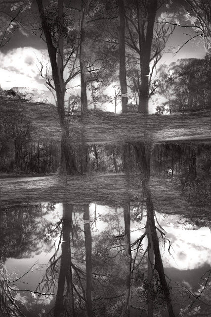 day 9. SEPT B&W. reflected gums